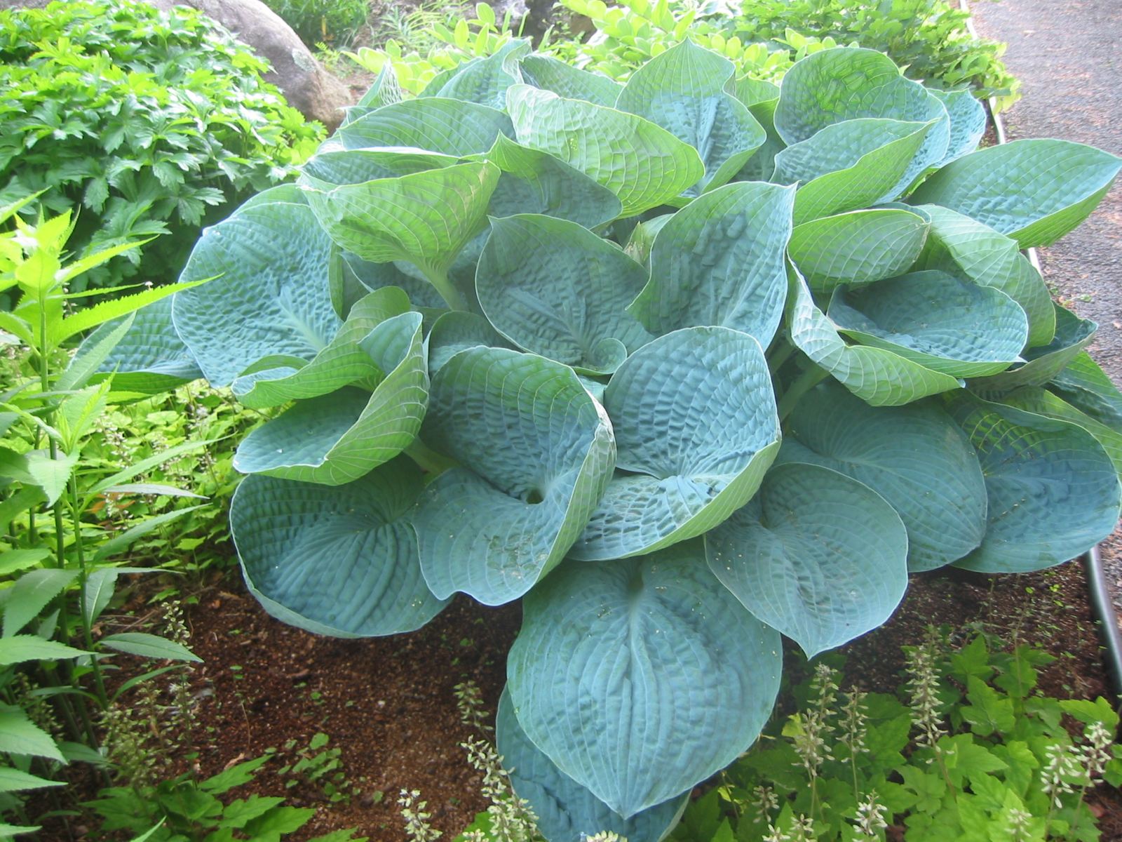 Hosta 'Love Pat'